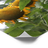 巨大な黄色のひまわり ポスター (角)