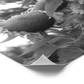 巨大ひまわりフローラ白黒 ポスター (角)