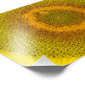 巨大ひまわり フォトプリント            (角)