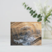 巨大べっ甲 ポストカード (スタンド正面)