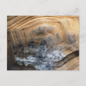 巨大べっ甲 ポストカード (正面)