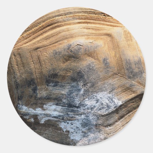 巨大べっ甲 ラウンドシール (正面)