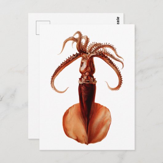巨大イカ ポストカード (正面/裏面)