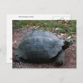 巨大ガラパゴスガメ ポストカード (正面/裏面)
