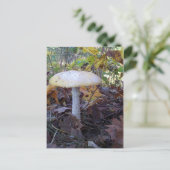 巨大キノコ ポストカード (スタンド正面)