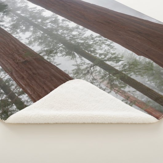 巨大セコイアの下の霧の朝と春の雪 シェルパブランケット (3/4)