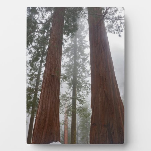 巨大セコイアの下の霧の朝と春の雪 フォトプラーク (正面)
