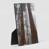 巨大セコイアの下の霧の朝と春の雪 フォトプラーク (側面)