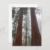 巨大セコイアの下の霧の朝と春の雪 ポストカード (正面/裏面)