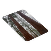 巨大セコイアの下の霧の朝と春の雪 マグネット (右側)