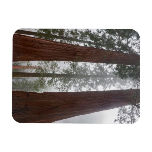 巨大セコイアの下の霧の朝と春の雪 マグネット (横)