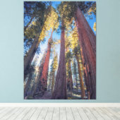 巨大セコイア樹木林の風景 キャンバスプリント (インサイチュ (ウッドフロア))