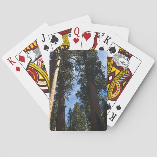 巨大セコイア トランプ (裏面)