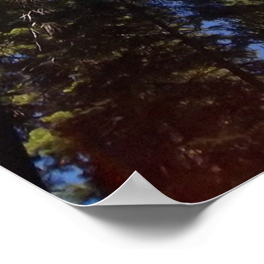 巨大セコイア ポスター (角)