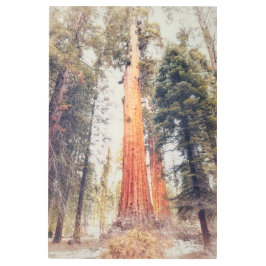 巨大セコイア メタルプリント