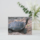 巨大ドーム型カメ歩く ポストカード (スタンド正面)