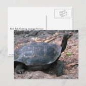 巨大ドーム型カメ歩く ポストカード (正面/裏面)