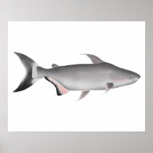 巨大パンガシウス