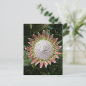 巨大プロテアの花。 ポストカード (スタンド正面)