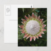 巨大プロテアの花。 ポストカード (正面/裏面)