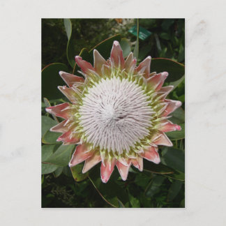 巨大プロテアの花。 ポストカード