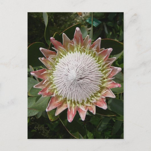 巨大プロテアの花。 ポストカード (正面)