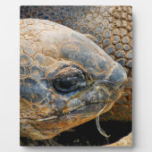 巨大亀 フォトプラーク (正面)