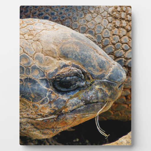 巨大亀 フォトプラーク (正面)