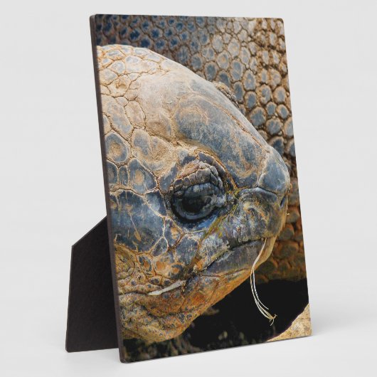 巨大亀 フォトプラーク (側面)