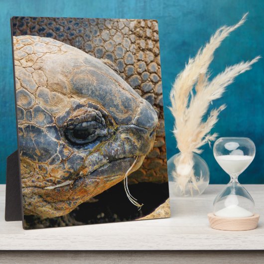 巨大亀 フォトプラーク (側面)