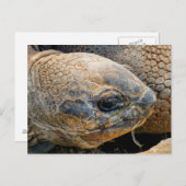 巨大亀 ポストカード (正面/裏面)