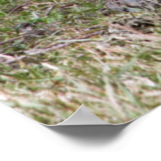 巨大亀 | Galapagos ポスター (角)