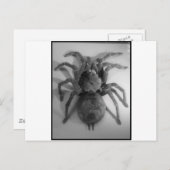 巨大食べ物鳥のクモ ポストカード (正面/裏面)