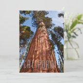 巨星セコイア上昇 サンキューカード (スタンド正面)