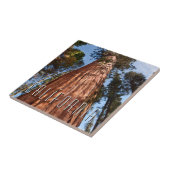 巨星セコイア上昇 タイル (側面)