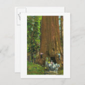 巨木の下の馬車 ポストカード (正面/裏面)