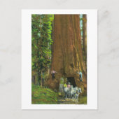 巨木の下の馬車 ポストカード (正面)