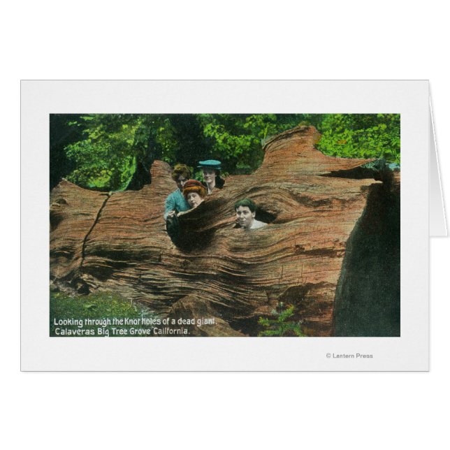 巨木の結び目の穴に露出した頭部 (正面横)