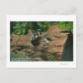 巨木の結び目の穴に露出した頭部 ポストカード (正面)