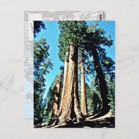 巨木 – セコイア国立林 ポストカード (正面/裏面)