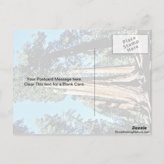 巨木 – セコイア国立林 ポストカード (裏面)