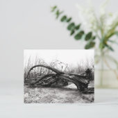 巨落ちた人、木兵、自然/荒野 ポストカード (スタンド正面)