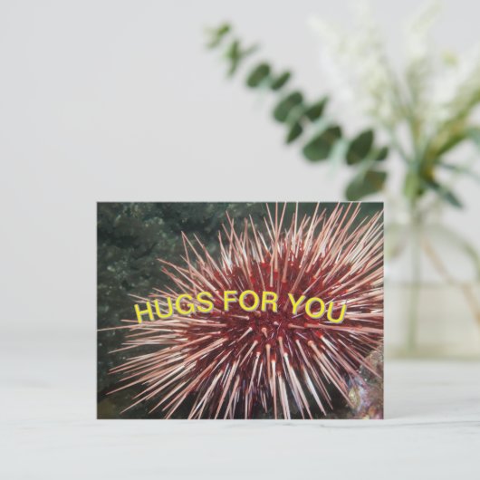 巨赤海ウニ – ポストカード (スタンド正面)