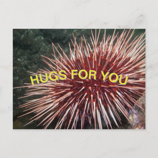 巨赤海ウニ – ポストカード (正面)