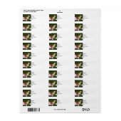 差出人住所ラベルタイガーアゲハチョウ蝶。 ラベル (フルシート)