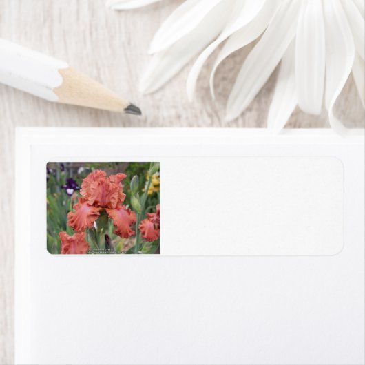 差出人住所ラベル ラベル (インサイチュ)