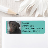 差出人住所ラベル- Chocolate Lab ラベル (インサイチュ)