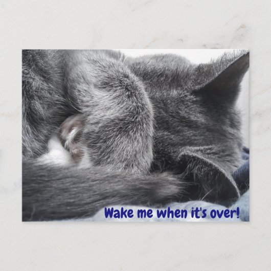 巻き上げ子猫葉書 ポストカード (正面)