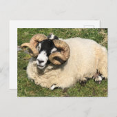 巻き毛の羊。スコットランド・イスリー島 ポストカード (正面/裏面)