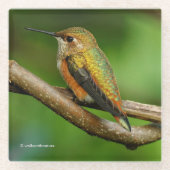 巻き素晴らしつる植物にハチドリ ガラスコースター (正面)